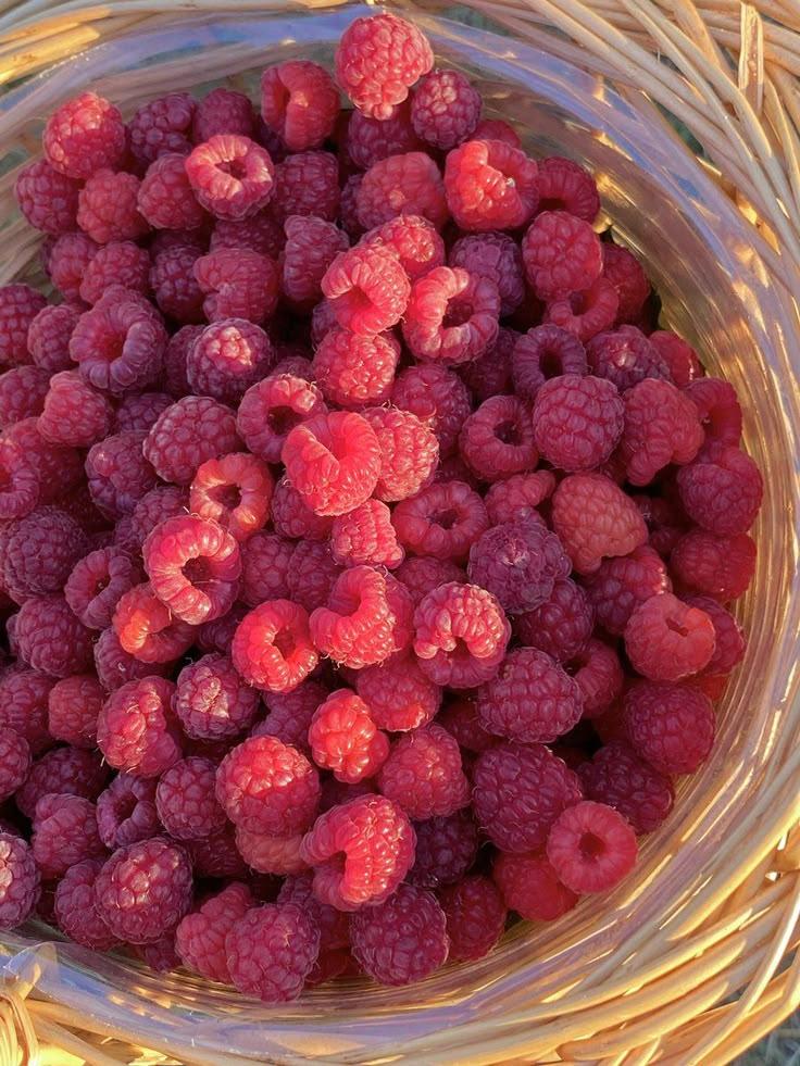 Berry Whisperer's Choice: Exquisite Farm Selection